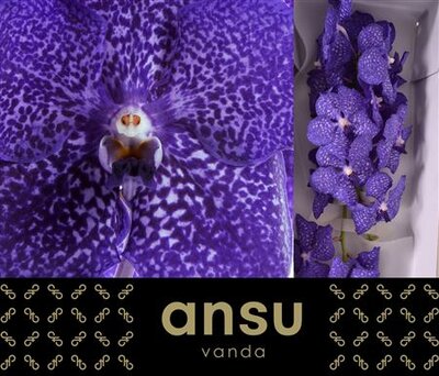 Vanda By Flower Blueberry Smoothie