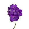 Vanda By Flower Bright Purple