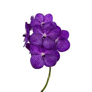 Vanda By Flower Bright Purple