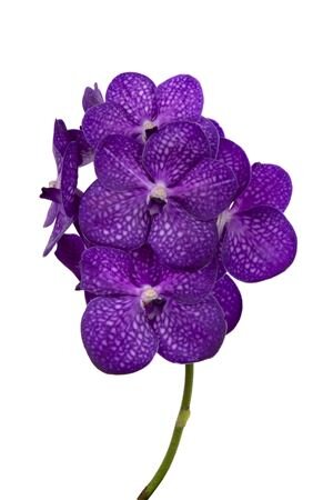 Vanda By Flower Bright Purple