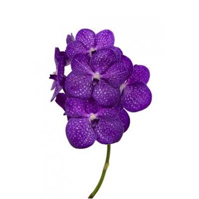 Vanda By Flower Bright Purple