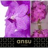 Vanda By Flower Candy Pink