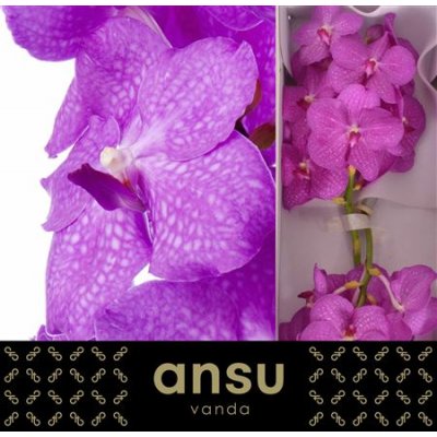 Vanda By Flower Candy Pink