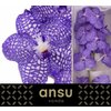 Vanda By Flower China Blue