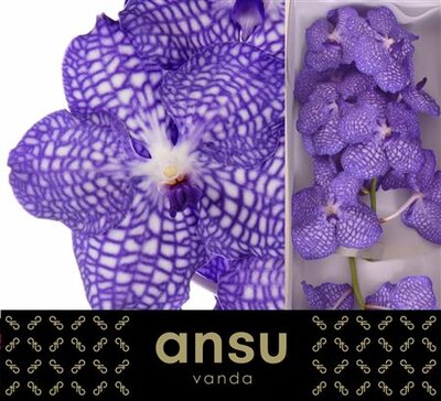 Vanda By Flower China Blue