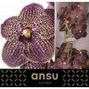 Vanda By Flower Chocolate Brown