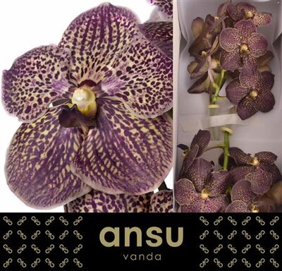 Vanda By Flower Chocolate Brown