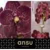 Vanda By Flower Chocolate Red