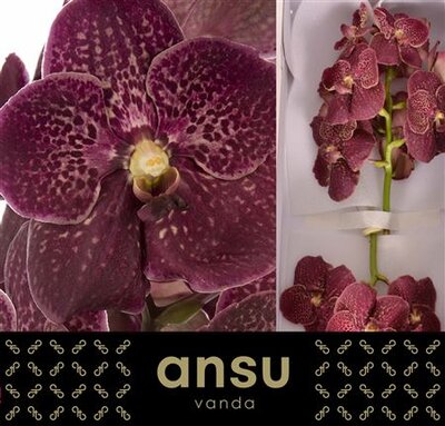 Vanda By Flower Chocolate Red