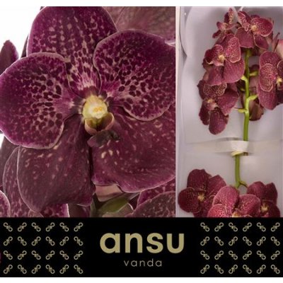 Vanda By Flower Chocolate Red