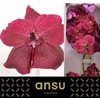 Vanda By Flower Copper Red