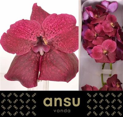 Vanda By Flower Copper Red