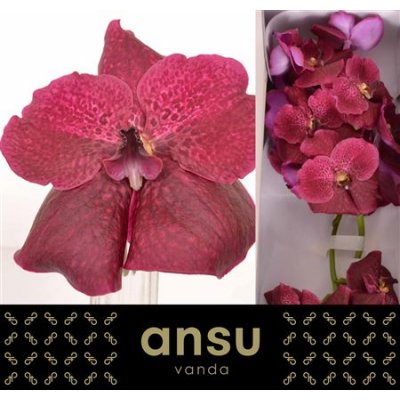 Vanda By Flower Copper Red