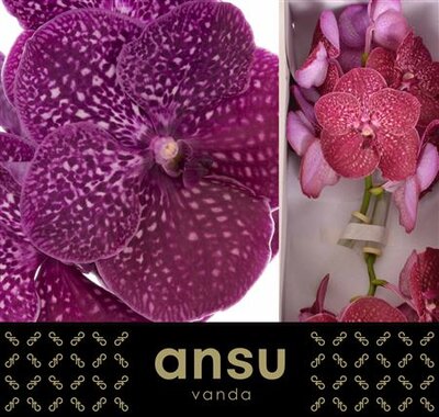 Vanda By Flower Crimson Love