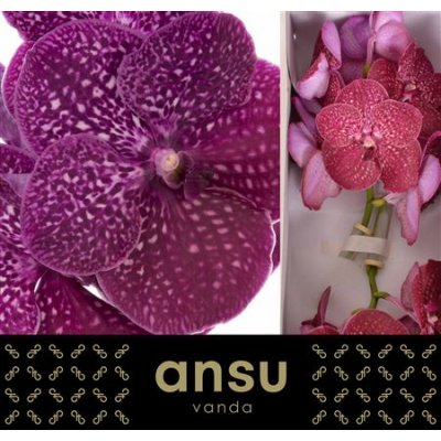 Vanda By Flower Crimson Love