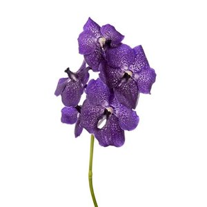 Vanda By Flower Dark Violet