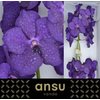 Vanda By Flower Deep Blue