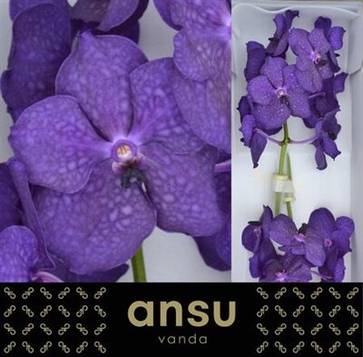 Vanda By Flower Deep Blue