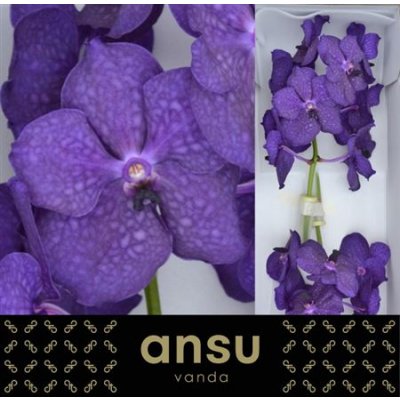 Vanda By Flower Deep Blue