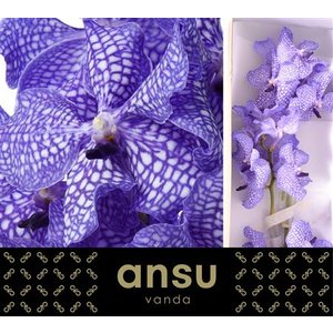 Vanda By Flower Delft Blue