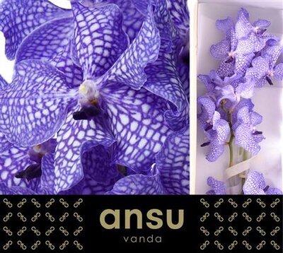 Vanda By Flower Delft Blue