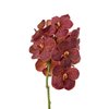 Vanda By Flower Fire Red