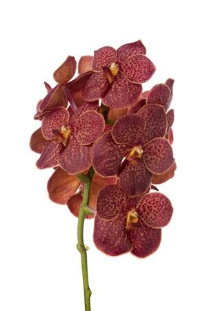 Vanda By Flower Fire Red