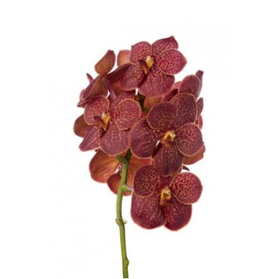 Vanda By Flower Fire Red