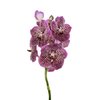 Vanda By Flower French Rose Spot