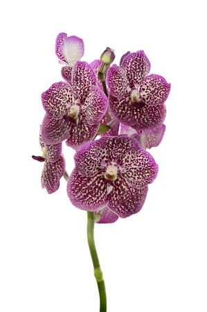 Vanda By Flower French Rose Spot