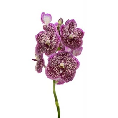 Vanda By Flower French Rose Spot