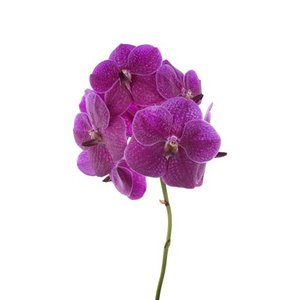 Vanda By Flower Fuchsia Rose
