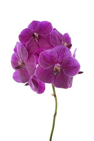 Vanda By Flower Fuchsia Rose