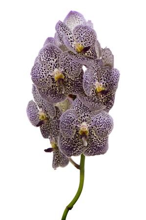 Vanda By Flower Grape Berry Spot