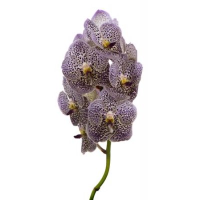 Vanda By Flower Grape Berry Spot