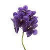 Vanda By Flower Grape Blue