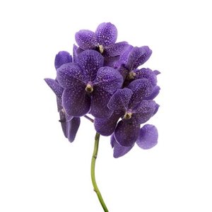 Vanda By Flower Grape Blue