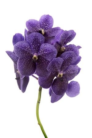 Vanda By Flower Grape Blue