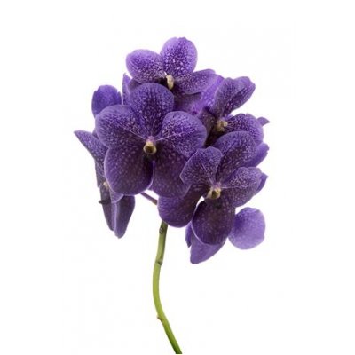 Vanda By Flower Grape Blue