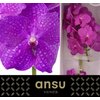 Vanda By Flower Hot Magenta