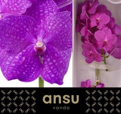 Vanda By Flower Hot Magenta