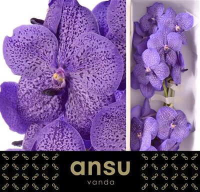 Vanda By Flower Lavender Sprinkles