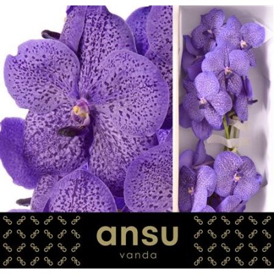 Vanda By Flower Lavender Sprinkles