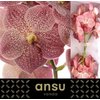 Vanda By Flower Leopard Coral