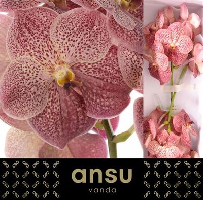 Vanda By Flower Leopard Coral