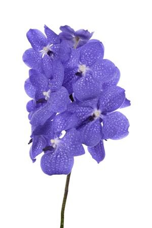 Vanda By Flower Light New Blue