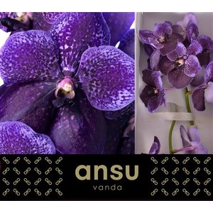 Vanda By Flower Lilac And Aubergine