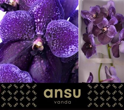 Vanda By Flower Lilac And Aubergine