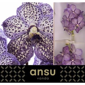 Vanda By Flower Lilac Starlight
