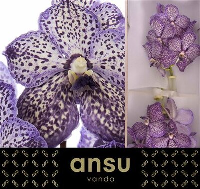 Vanda By Flower Lilac Starlight